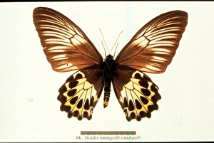 Troides vandepolli, birdwing butterfly Troides vandepolli, birdwing butterfly