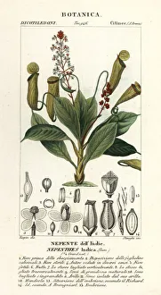 Tropical pitcher plant, Nepenthes distillatoria Tropical pitcher plant, Nepenthes distillatoria