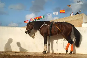 Trotting race at the Hipodromo in Sant Lluis, Mahon Menorca Trotting race at the Hipodromo in Sant Lluis, Mahon Menorca