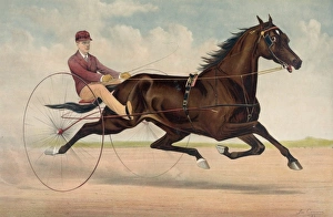 Trotting stallion Phallas, driven by Ed. Bithers: by Dictato Trotting stallion Phallas, driven by Ed. Bithers: by Dictato