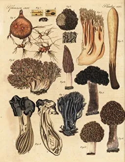 Truffle, morel, and coral mushrooms Truffle, morel, and coral mushrooms