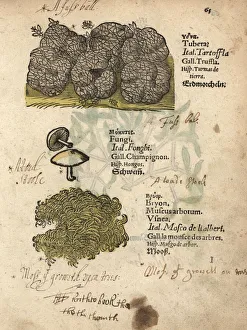 Truffle, Tuber melanosporum, mushroom species Truffle, Tuber melanosporum, mushroom species