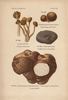 Truffle varieties, Tuber aestivum, and jelly Truffle varieties, Tuber aestivum, and jelly