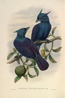 John Gould Prints Online Prints: Trumpet Manucode