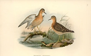 Tryngites subruficollis, buff-breasted sandpiper Tryngites subruficollis, buff-breasted sandpiper