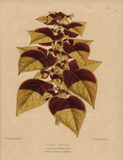 Tryons coleus, Coleus Tryoni with golden Tryons coleus, Coleus Tryoni with golden