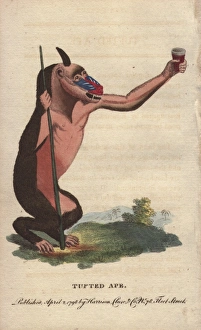 Tufted ape or mandrill, Mandrillus sphinx Tufted ape or mandrill, Mandrillus sphinx