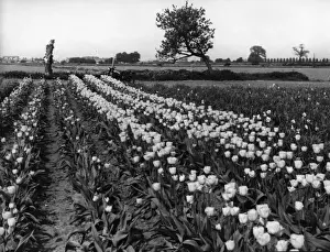 Lincolnshire Tulip Fields Print, 1930s