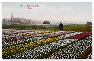 Springtime In Holland Prints: Tulip Fields, Dutch