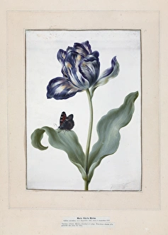 Tulip and small tortoiseshell Tulip and small tortoiseshell