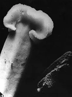 A tulip stamen, magnified about ten times more than its natural size A tulip stamen, magnified about ten times more than its natural size