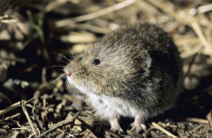 Tundra / Root Vole - feeds on plants at river Negustyah Tundra / Root Vole - feeds on plants at river Negustyah
