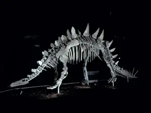 Tuojiangosaurus Skeleton Print - Natural History Museum Display