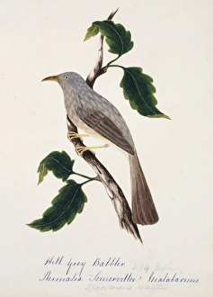 Turdoides striatus malabaricus, jungle babbler Turdoides striatus malabaricus, jungle babbler