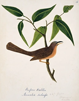 Turdoides subrufus, rufous babbler Turdoides subrufus, rufous babbler