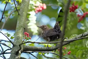 Female Common Blackbird Print - Museum Wildlife Garden