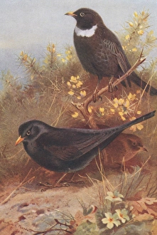 Turdus torquatus, ring ouzel, Turdus merula, blackbird Turdus torquatus, ring ouzel, Turdus merula, blackbird