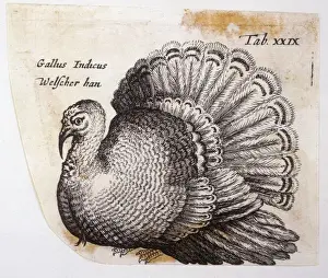Birds Of Prey Art Prints: Turkey (Johnstone)