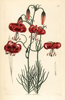 Turk's cap Siberian lily, Lilium pumilum Turk's cap Siberian lily, Lilium pumilum