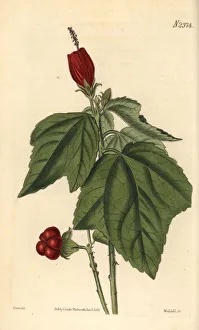 Turk's turban or lobed-leaved woolly achania, Achania mollis Turk's turban or lobed-leaved woolly achania, Achania mollis