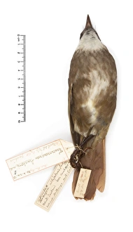 Turnagra tanagra, North island piopio Turnagra tanagra, North island piopio