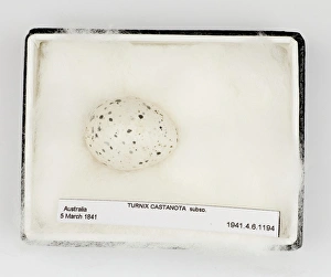 Turnix castanota egg, from Gould Collection Turnix castanota egg, from Gould Collection