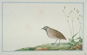 Turnix sp. Buttonquail Turnix sp. Buttonquail