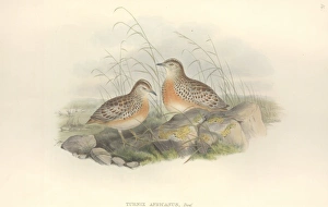 Turnix sylvaticus, Common buttonquail Turnix sylvaticus, Common buttonquail