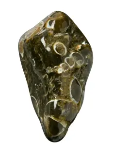 Turritella Agate Prints: Turritella agate