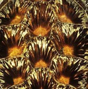 Reptile Animal Images Prints: Turtle shell