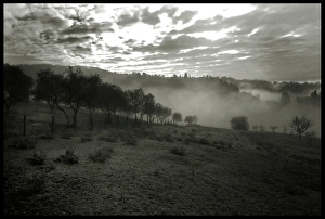 Tuscan landscape olive trees mist frost Tuscan landscape olive trees mist frost