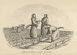 Wine Production Process Prints: Twisting Vine, Medoc