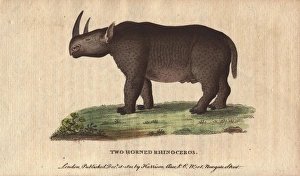 Two-horned rhinoceros or black rhino, Diceros bicornis Two-horned rhinoceros or black rhino, Diceros bicornis