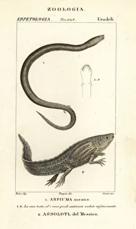 Two-toed amphiuma and critically endangered axolotl Two-toed amphiuma and critically endangered axolotl