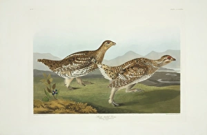 Tympanuchus phasianellus, sharp-tailed grouse Tympanuchus phasianellus, sharp-tailed grouse