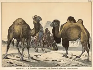 Prints of Two types of camel: Dromedary (left) and Bactrian (right) Bactrian Camel Prints: Two Types of Camel Print: Dromedary and Bactrian Camels
