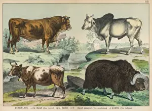 Four Types of Cattle Print