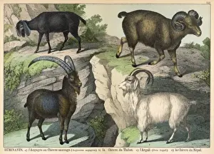 Argali Prints: Four Types of Goat Print: Capra, Tibetan, Argali and Nepali