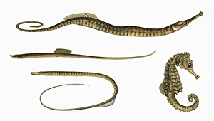 Three types of Pipefish and a Seahorse Three types of Pipefish and a Seahorse