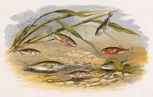 Victorian Marine Life Prints: Six types of Stickleback