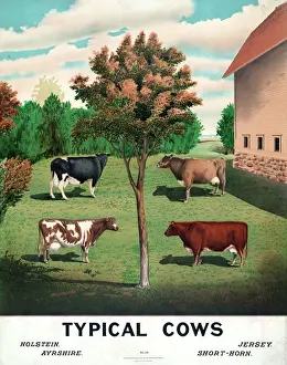 Rural Landscape Photography Prints: Typical cows
