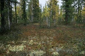 Typical taiga forest floor in Autumn with lichens Typical taiga forest floor in Autumn with lichens