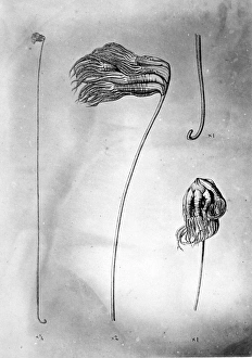 Umbellula thomsoni, deep-ocean sea pen Umbellula thomsoni, deep-ocean sea pen