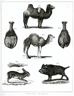 Unclean Animals Judaism Unclean Animals Judaism