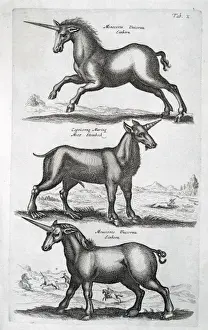 Mythical Beast Prints: Three Unicorns Print, 1660