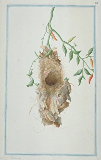 Unidientified sunbird nest Unidientified sunbird nest