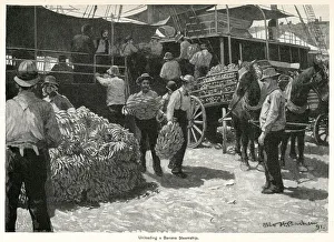Unloading bananas from steamship 1891 Unloading bananas from steamship 1891