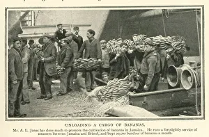 Unloading a cargo of bananas from Jamaica to Bristol Unloading a cargo of bananas from Jamaica to Bristol