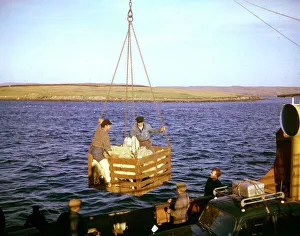 Unloading sheep in harbour, Shetland, Scotland Unloading sheep in harbour, Shetland, Scotland