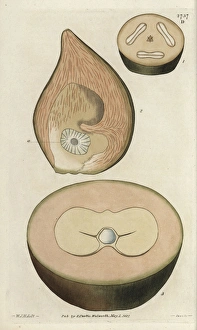 Unripe fruit, sections of the double coconut Unripe fruit, sections of the double coconut